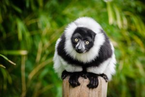 Lêmure em Madagascar, África