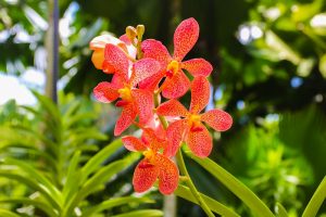 Flores de Singapura