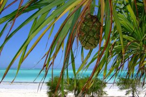 Zanzibar, Ilha Africana