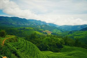 Munnar-India-galeria80