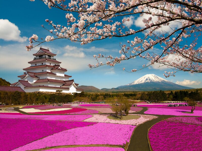 Festival de Cerejeiras, um dos eventos mais aguardados no Japão