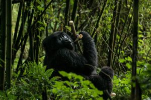 Gorila comenda - uganda - ruanda - galeria