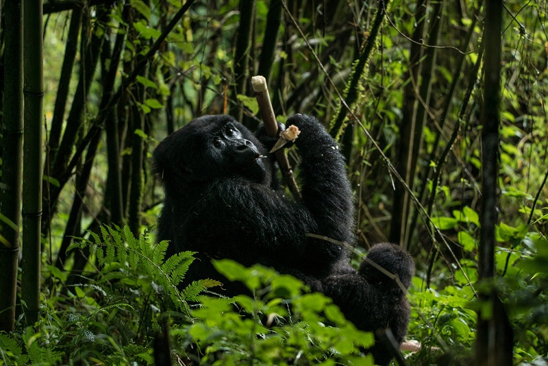 Trekking com gorilas na Uganda, África