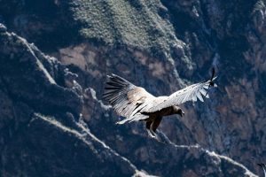 condor peru galeria