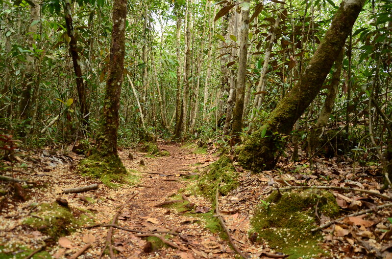 Adventure Club compensa parcialmente sua emissão de gases do efeito estufa