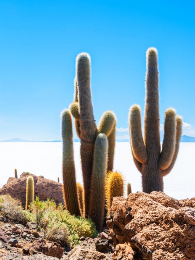 cropped-cactos-salar-uyuni-topo-80.jpg
