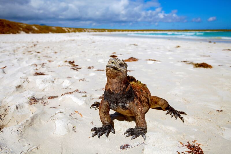 Ilhas Galápagos, no Equador