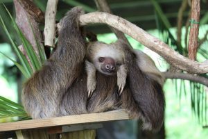 Bicho-preguiça no Panamá