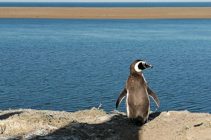 Península de Valdés, na Patagônia Argentina