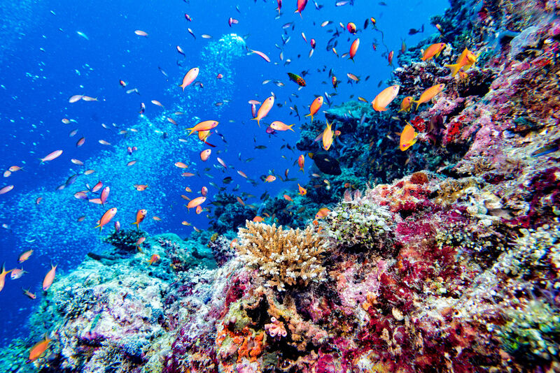 Vida marinha é abundante nas Ilhas Maldivas