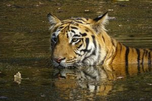 Tadoba-National-Park-India-galeria80