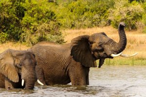 Elefante Uganda - Galeria