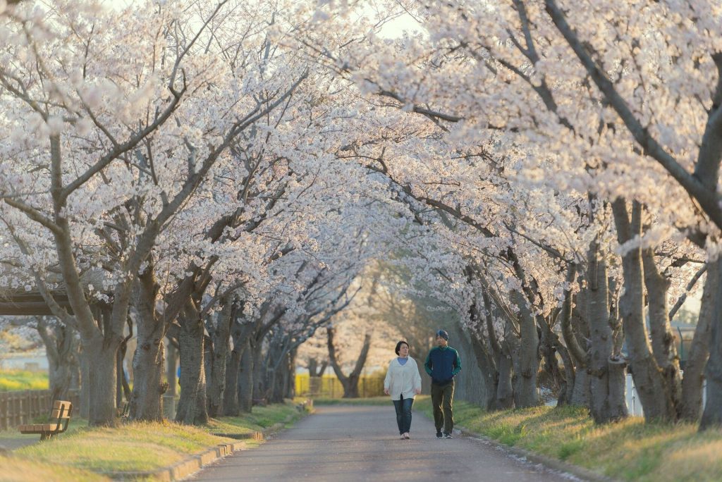 japão cerejeiras