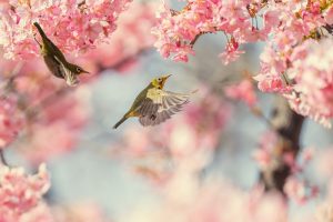 japão cerejeiras