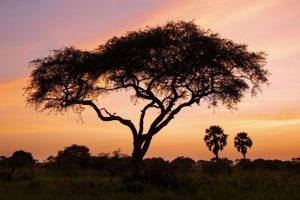 Uganda - Galeria - 80 (5)