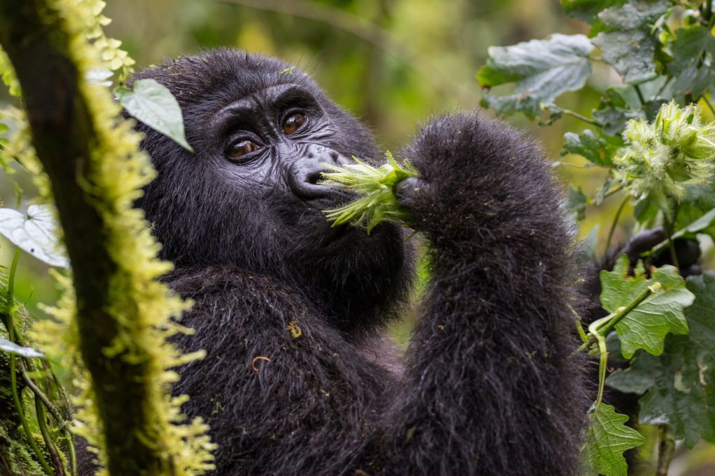 Uganda - Topo - 80 (7)