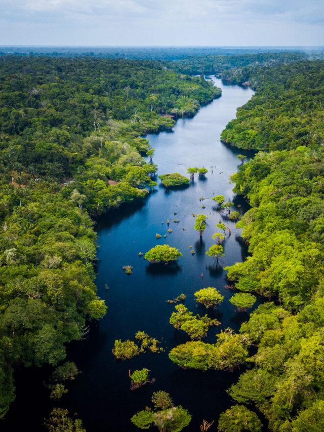 Amazon Rainforest in Anavilhanas National Park, Amazonas - Brazil