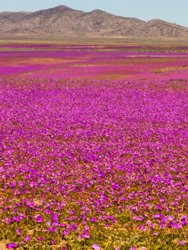 O deserto  florido do Chile