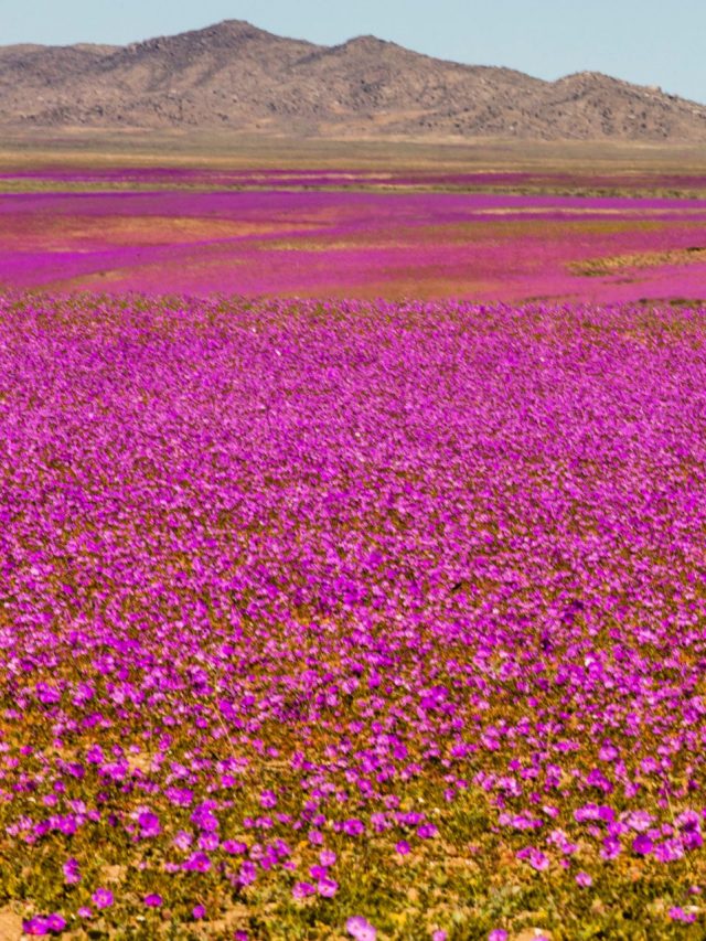 Deserto Florido no Chile 2 - Topo