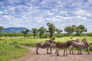 Africa do Sul Kruger Park Galeria