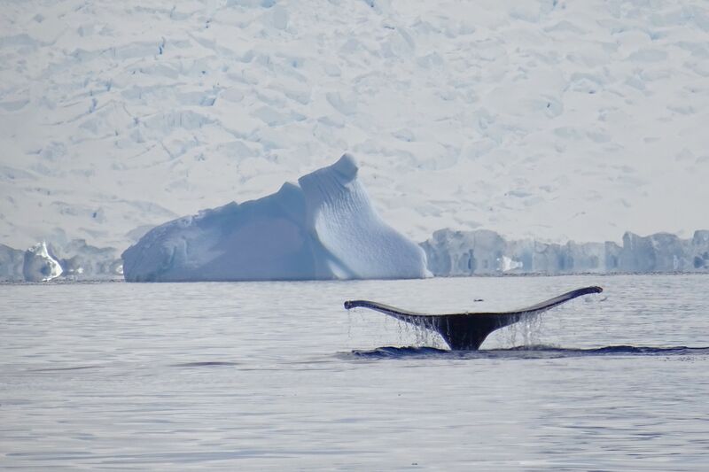 Um dos grandes atrativos da Antártica é sua fauna marinha
