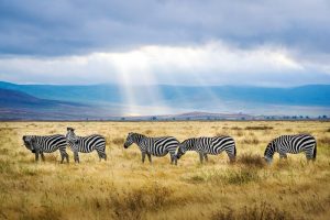 Tanzania-Cratera-Ngorongoro-galeria80