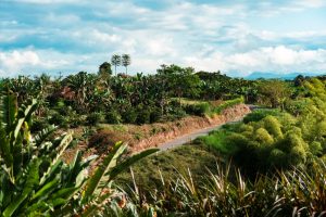 Quindio,,Armenia,,Colombia.,June,15,,2010:,Quimbaya,Landscape