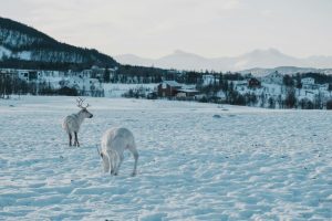 Tromso-Noruega2-galeria80