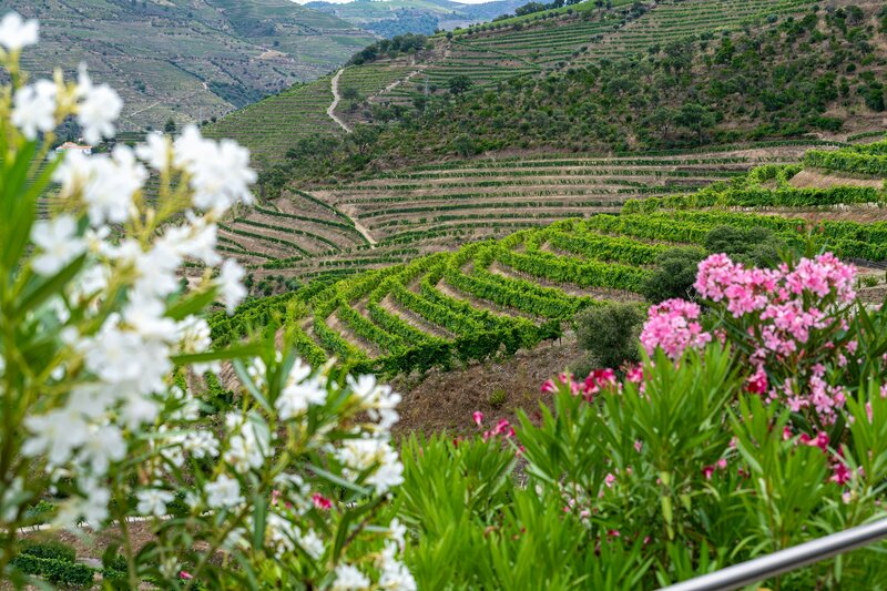 Vale do Douro, em Portugal
