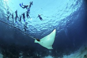 Snorkel em Belize