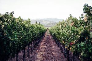 Napa-Valey-EUA2-galeria80