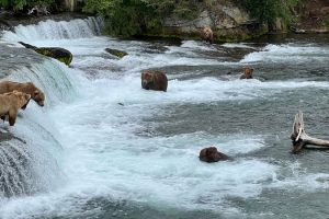 Brown,Bears,Fishing,At,Brooks,Falls,In,Katmai,National,Park,