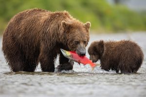 Brown,Bear,In,Katmai,,Alaska