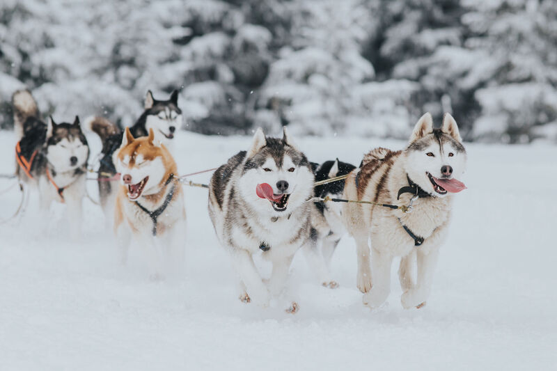 Dog Sledding, atividade comum no Alasca