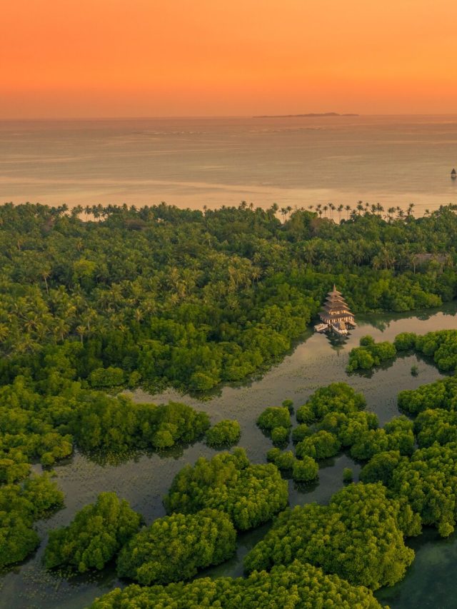 Flooded,Amazonian,Rainforest,In,Negro,River,At,Sunset,Time,,Amazonas,