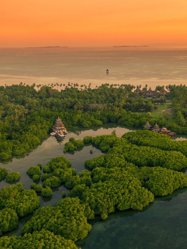Flooded,Amazonian,Rainforest,In,Negro,River,At,Sunset,Time,,Amazonas,