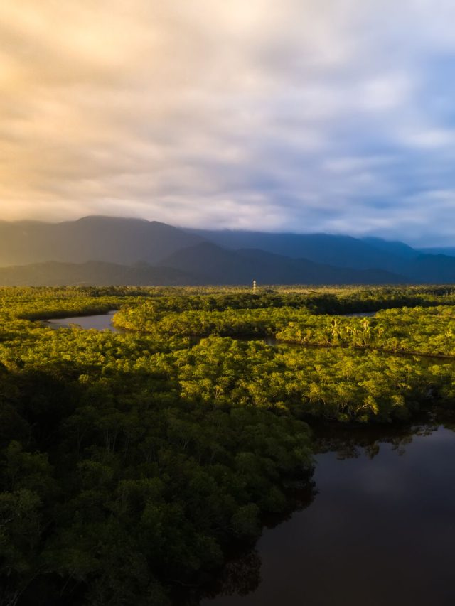 Amazon,Rainforest,In,Brazil