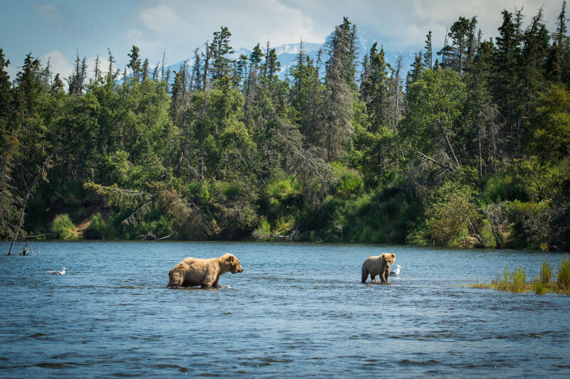 Ursos no Katmai National Park, Alasca
