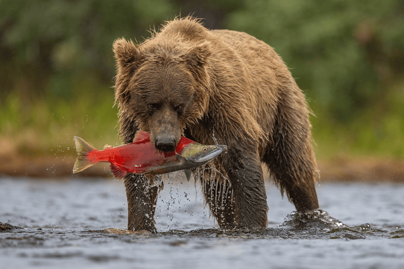 Viagem ao Alasca: quando ir para ver ursos pescando salmão