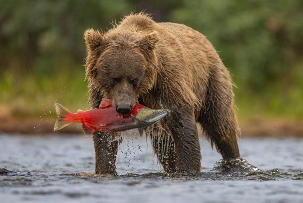 Viagem ao Alasca: onde e quando ver ursos pescando salmão