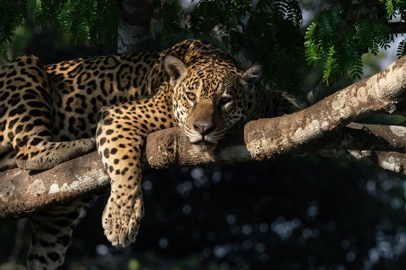 Viagem sustentável no Pantanal