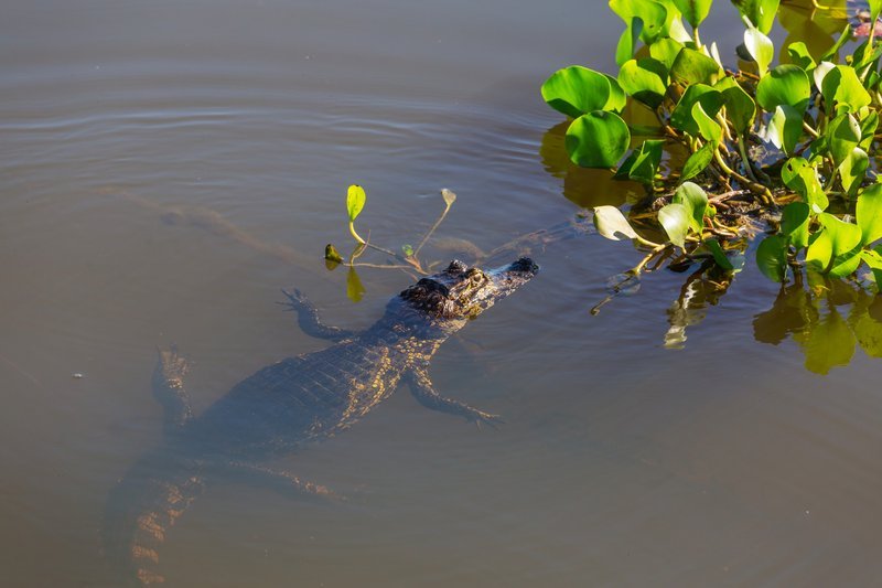 Turismo sustentável no Pantanal