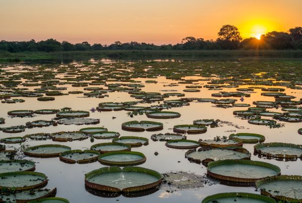 Viagem sustentável no Pantanal: viva a experiência sem deixar rastros