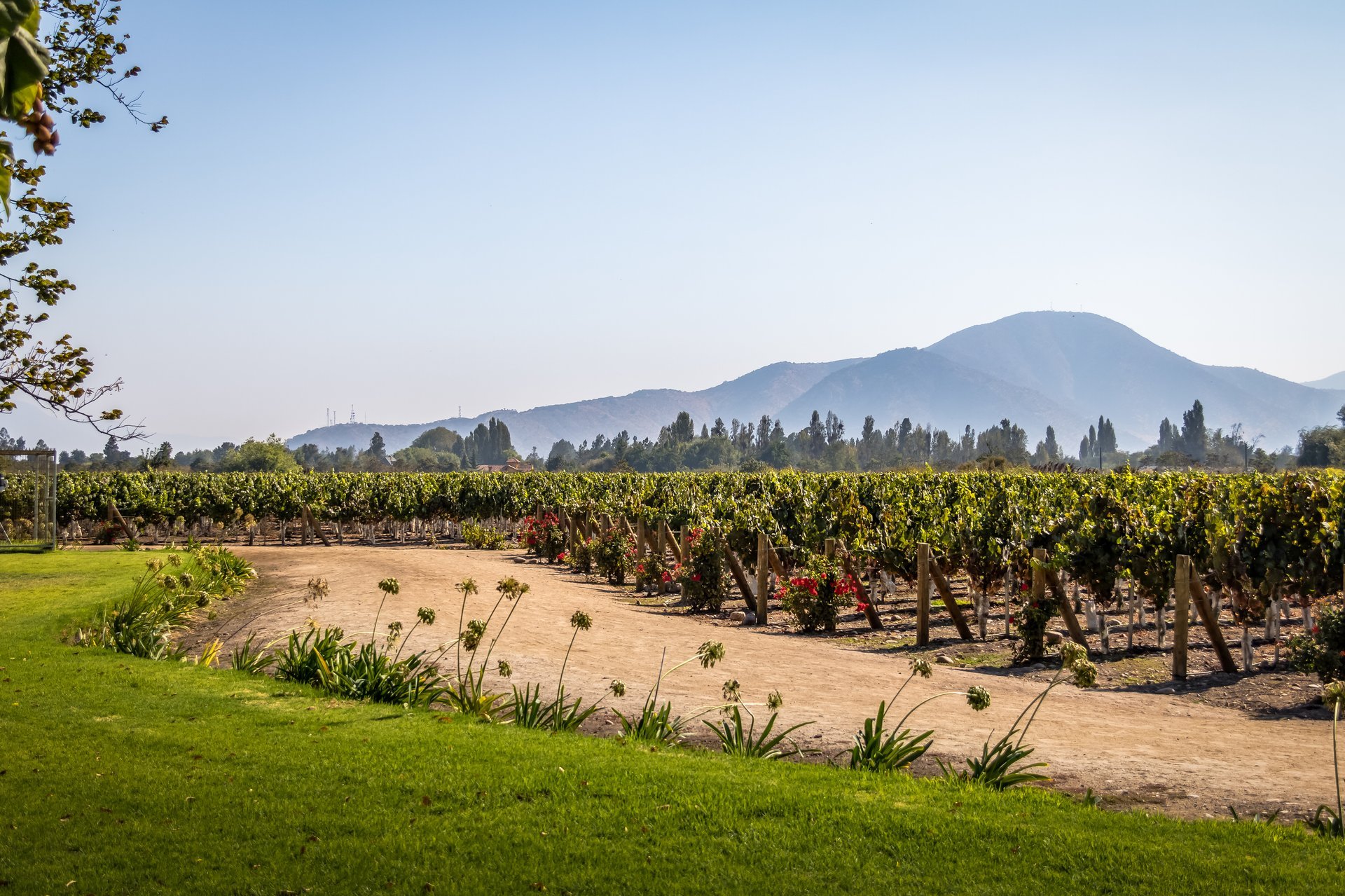 Top 7 vinícolas chilenas para visitar e degustar