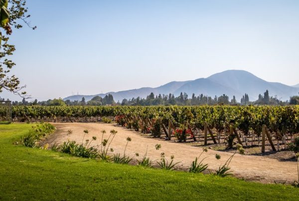 Top 7 vinícolas chilenas para visitar e degustar