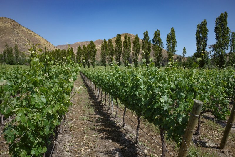 Viña Santa Rita, no Chile