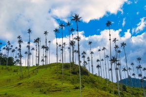 Natural,Landscape,In,The,Cocora,Valley,With,Blue,Sky.,Salento, Natural,Landscape,In,The,Cocora,Valley,With,Blue,Sky.,Salento,