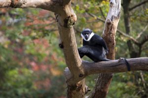 Cercopithecus,Lhoesti