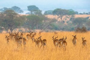 Grant's,Gazelle,Herd,In,Murchison,Falls,National,Park,,Uganda,,East