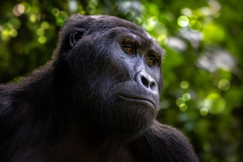 Uganda: 5 razões para conhecer o país